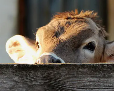לא ייאמן: הפרה הקטנה בעולם