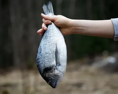 צפו: אלפי דגים נפלו ממטוס