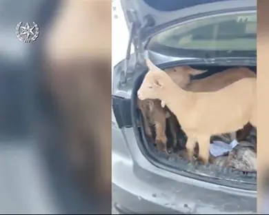 תכננו להקריב קרבן ונעצרו