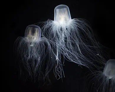 חיי נצח: בעלי החיים שלא מזדקנים