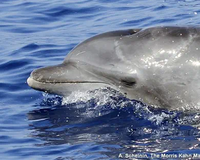 התגלית שהפתיעה את חוקרי הכרישים