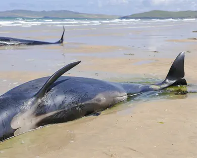 מדהים: הכפר שהציל 120 לוויתנים