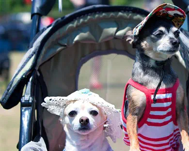 מגדלים כלבים במקום ילדים