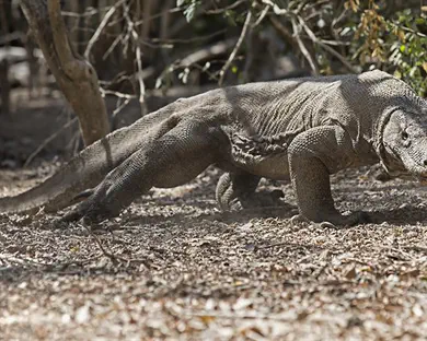 החיות המפחידות ביותר בעולם