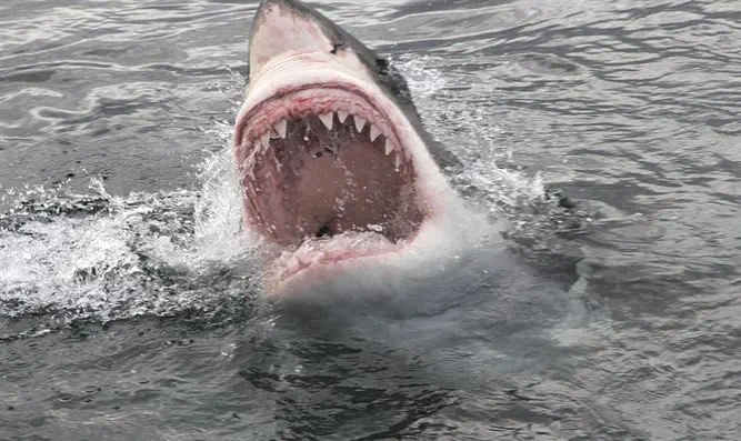 Watch: Woman dies in shark attack as stunned tourists look on