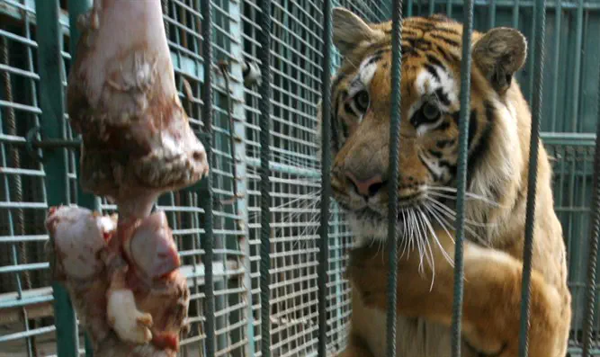 Gaza's last tiger leaves 'world's worst zoo' | ערוץ 7