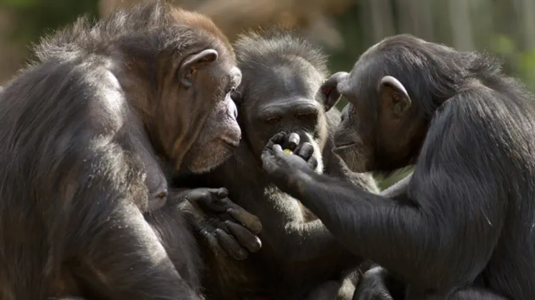 גם שימפנזים צריכים חברה