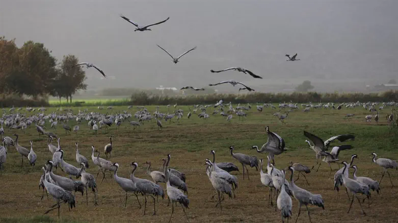 A flock of gray cranes are seen in the Hula Valley in northern Israel