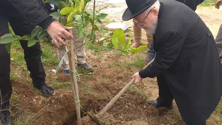 Rabbi Dov Lior planting trees