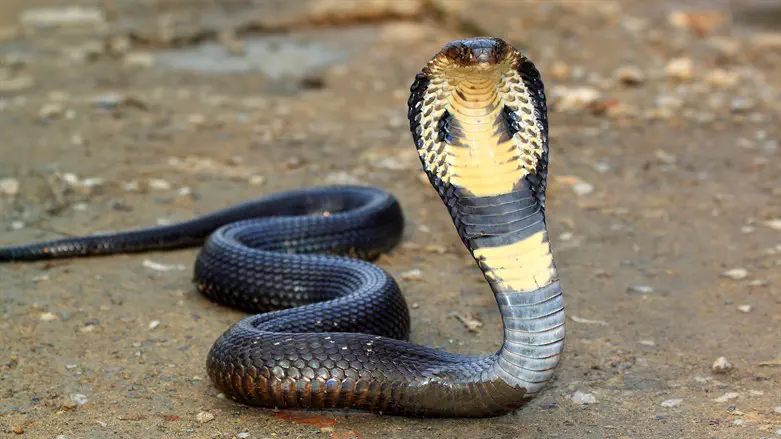 אחד הנחשים המסוכנים בעולם