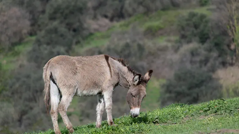 Donkey (illustrative)