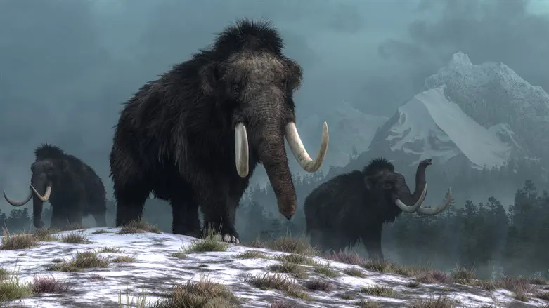 The woolly mammoth is extinct