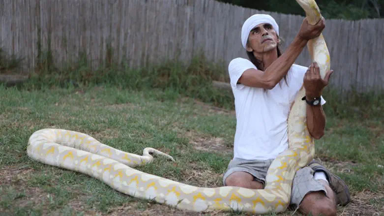 Giant python snake