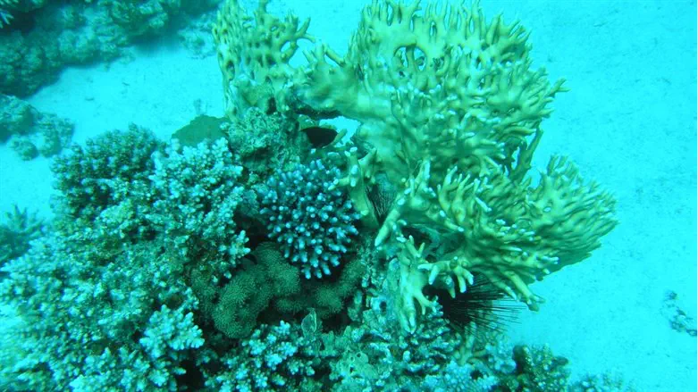 שונית האלמוגים במפרץ אילת 