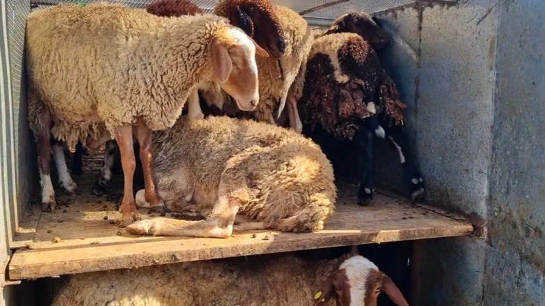 Sheep discovered in a trailer