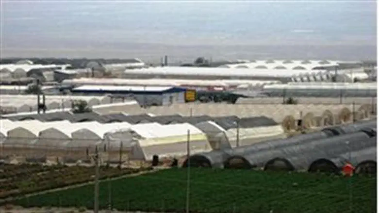 Greenhouses in the Jordan Valley