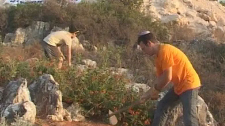 Volunteers Work the Land of the Shomron