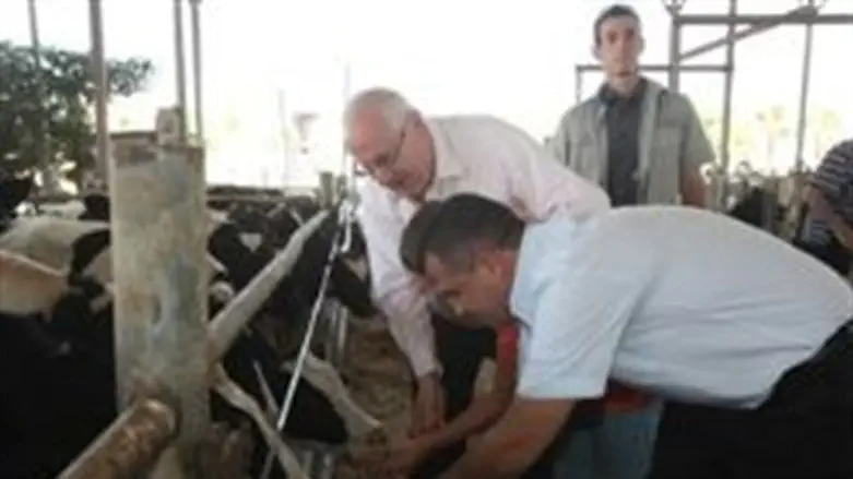 MK Reuven Rivlin visits dairy farm