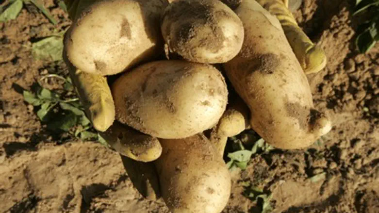 Israeli potatoes are 'non grata' in Shechem