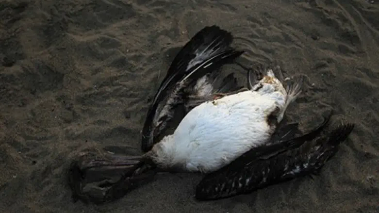 dead bird