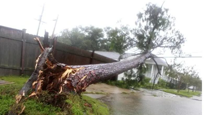 Tree uprooted and flung on to power lines by 