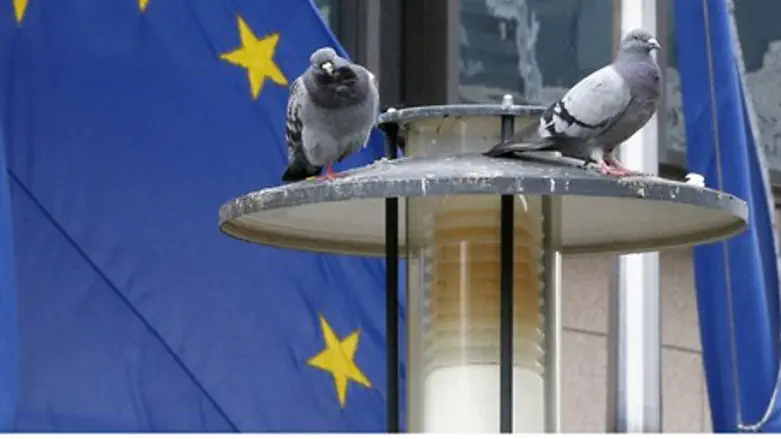 EU pigeons?