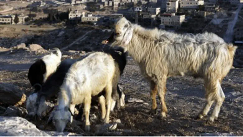 Goats in Judea