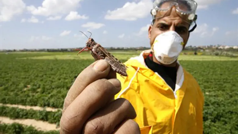 Farmer holds locust in Gaza 