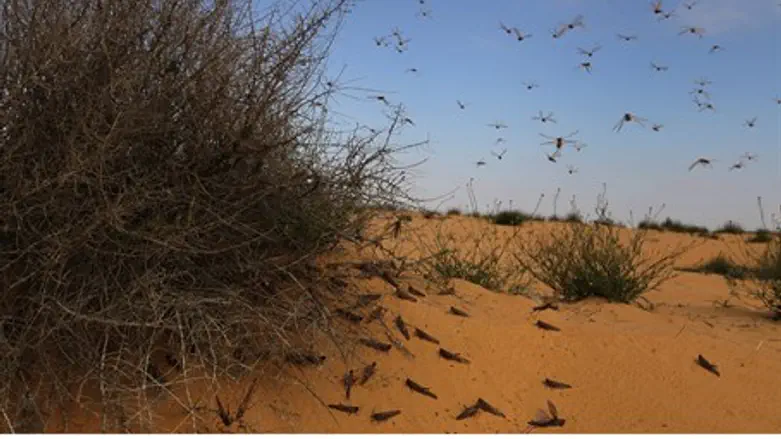 Locust invasion