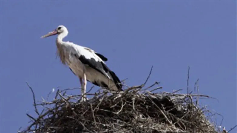 Stork (illustrative)