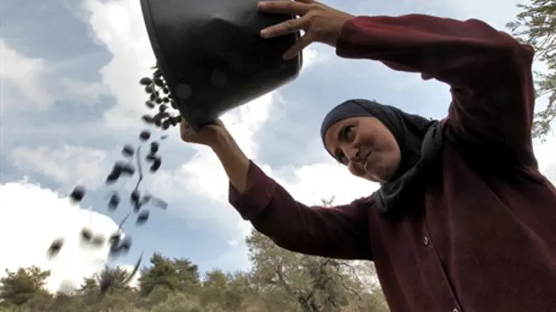 PA woman harvests olives