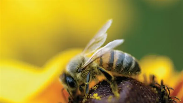 Bee (illustrative)