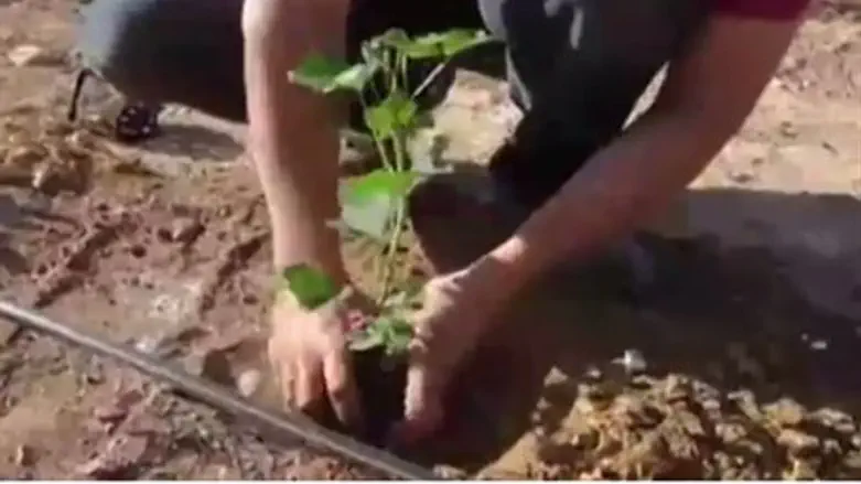 "HaYovel" volunteers helping Israeli farmers
