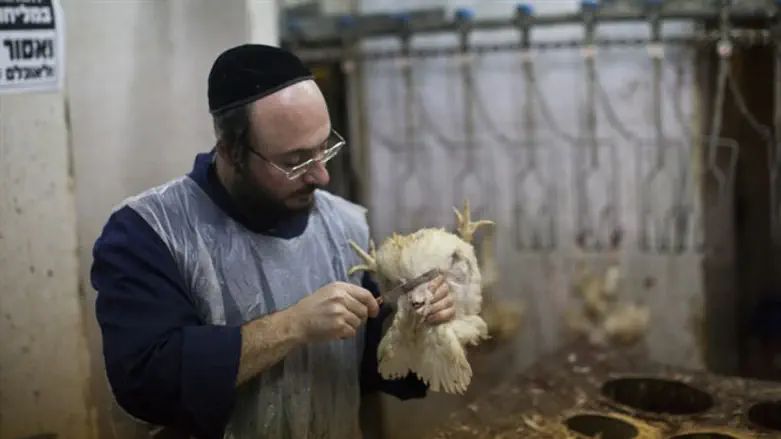 Shechita (kosher slaughter)