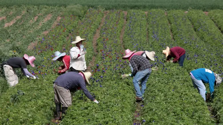 Foreign workers pick flowers