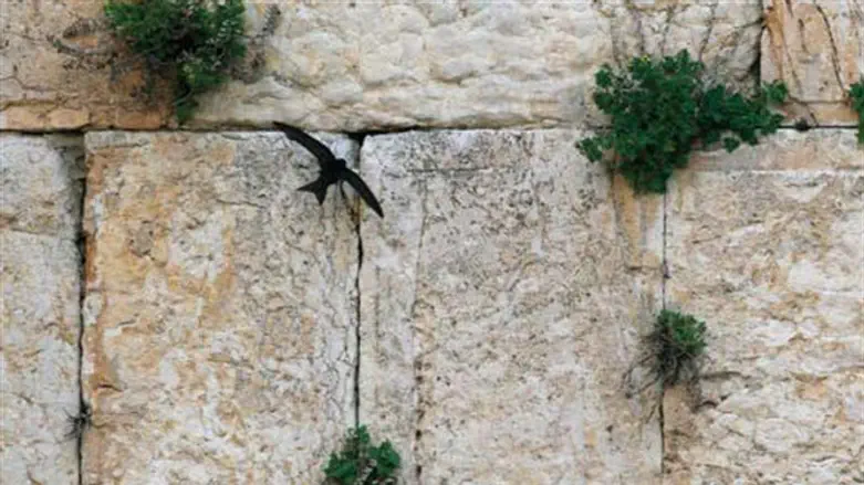'Common Swift' returns to Western Wall
