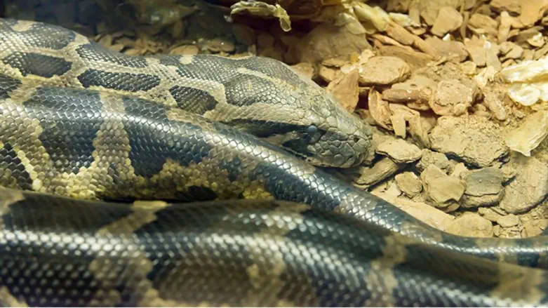 Boa constrictor snake