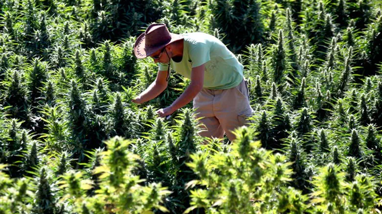 Worker tends cannabis plants at growing facility for Tikun Olam company