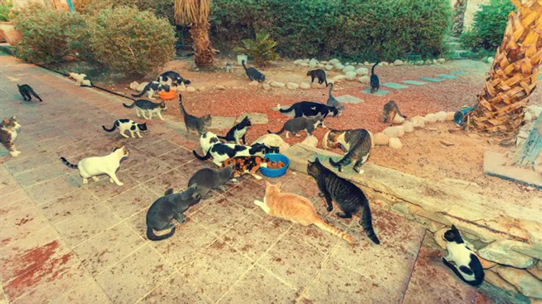 Stray cats in Israel