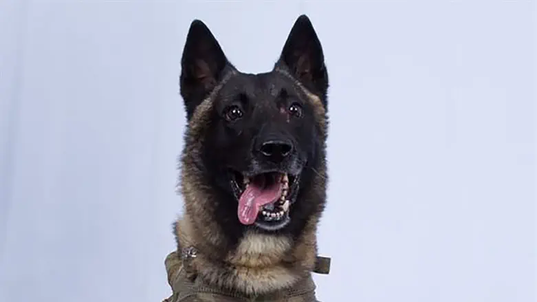 Military dog wounded in the US raid on ISIS leader's compound