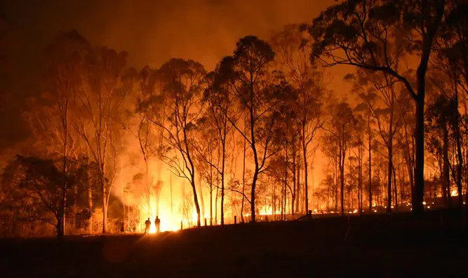 Лесной пожар (иллюстрация)